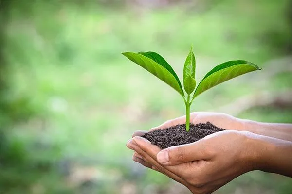 Hands carefully holding soil and a young green plant