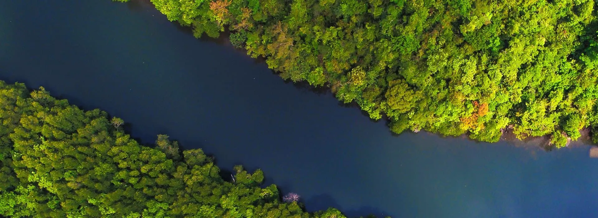 Aerial view of a river winding through dense green forest