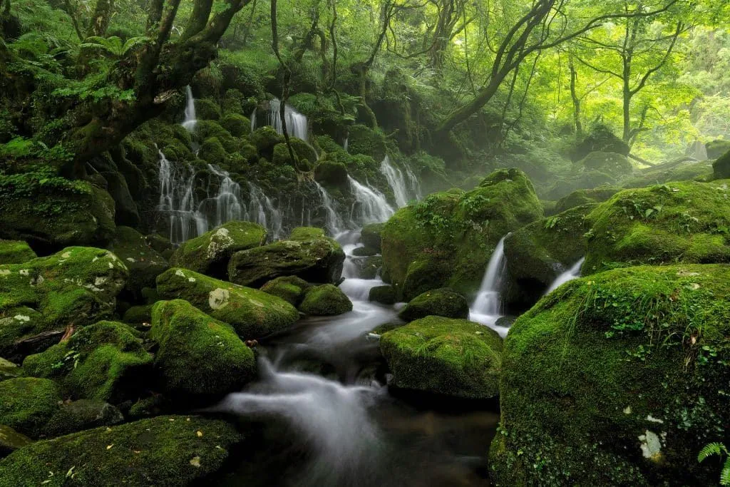 Water moving through a moss-covered forest